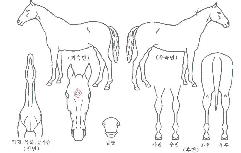 ¿µ±¤ÀÇÆÄÀÌÆ®ÀÇ Ãø¸é,¿ì¸é,µÞ¸é,µÎ»ó,´Ù¸®ÀÇ Æ¯Â¡µµÇØ