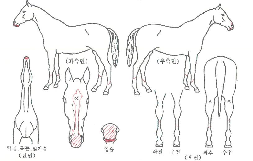 ½º¸¶Æ®¾ÖÁî¹ÌÀÚ¸¶ÀÇ Ãø¸é,¿ì¸é,µÞ¸é,µÎ»ó,´Ù¸®ÀÇ Æ¯Â¡µµÇØ