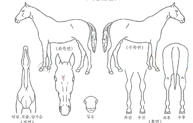 ´ç´ëÁúÁÖÀÇ Ãø¸é,¿ì¸é,µÞ¸é,µÎ»ó,´Ù¸®ÀÇ Æ¯Â¡µµÇØ