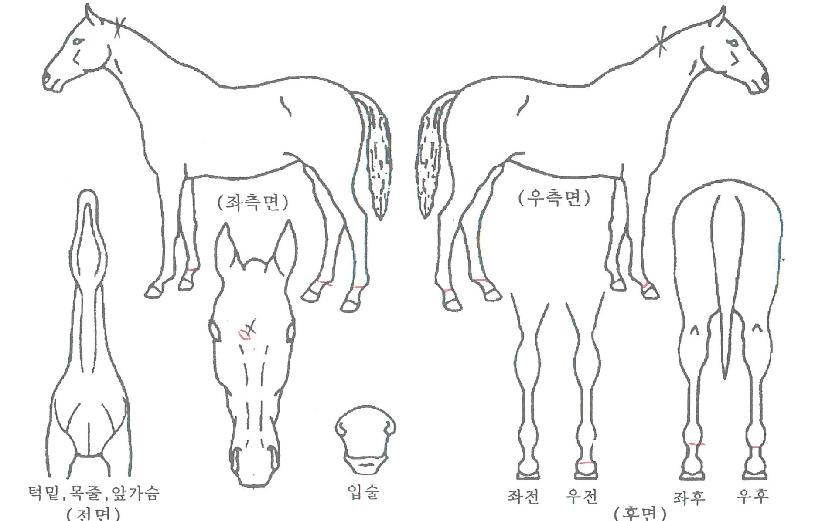 ����è�Ǿ��� ����,���,�޸�,�λ�,�ٸ��� Ư¡����