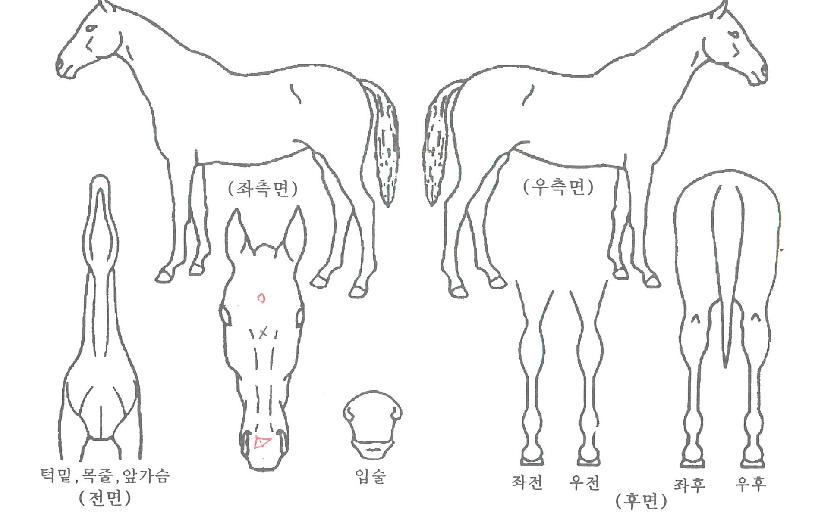 �ְ��ű��� ����,���,�޸�,�λ�,�ٸ��� Ư¡����