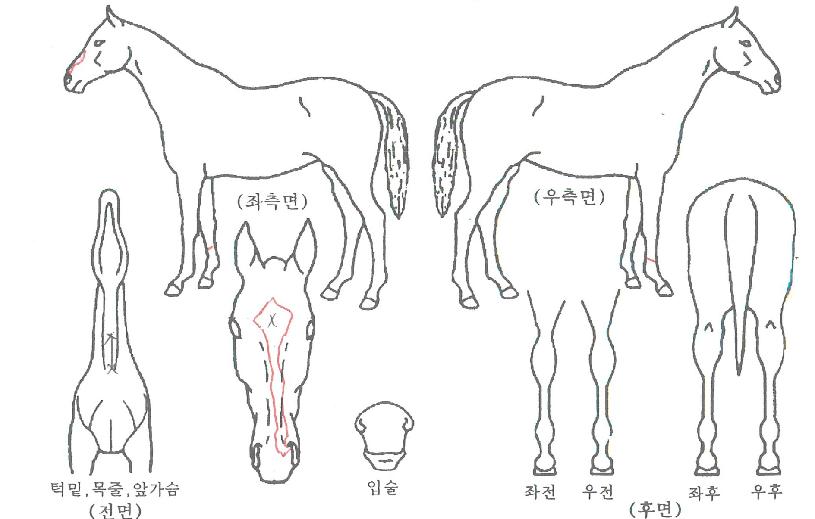 ��ȣ����Ĺ�� ����,���,�޸�,�λ�,�ٸ��� Ư¡����