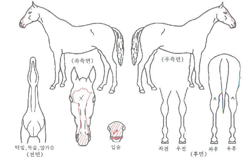 ž·°ÀÇ Ãø¸é,¿ì¸é,µÞ¸é,µÎ»ó,´Ù¸®ÀÇ Æ¯Â¡µµÇØ