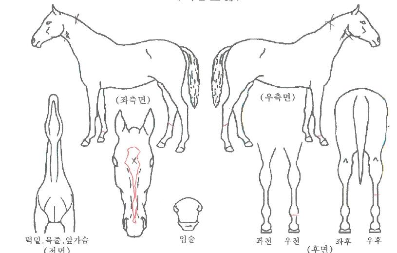 ¾î¸ÞÀÌ¡°ÉÀÇ Ãø¸é,¿ì¸é,µÞ¸é,µÎ»ó,´Ù¸®ÀÇ Æ¯Â¡µµÇØ