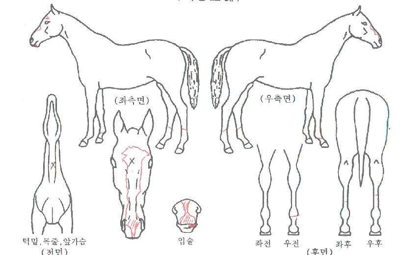 ���̿��귰�� ����,���,�޸�,�λ�,�ٸ��� Ư¡����