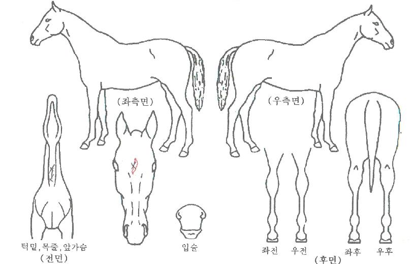 ¼¸Ó±Û·Î¸®ÀÇ Ãø¸é,¿ì¸é,µÞ¸é,µÎ»ó,´Ù¸®ÀÇ Æ¯Â¡µµÇØ