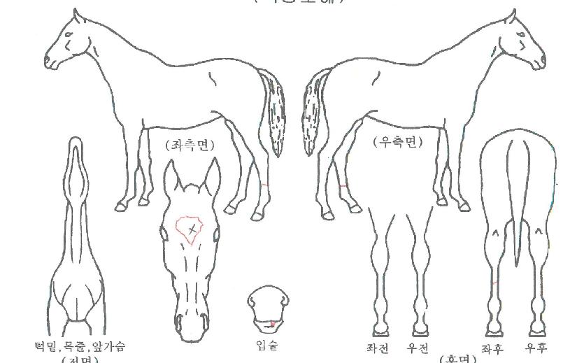 ±Û¸®ÅÍÀÇ Ãø¸é,¿ì¸é,µÞ¸é,µÎ»ó,´Ù¸®ÀÇ Æ¯Â¡µµÇØ