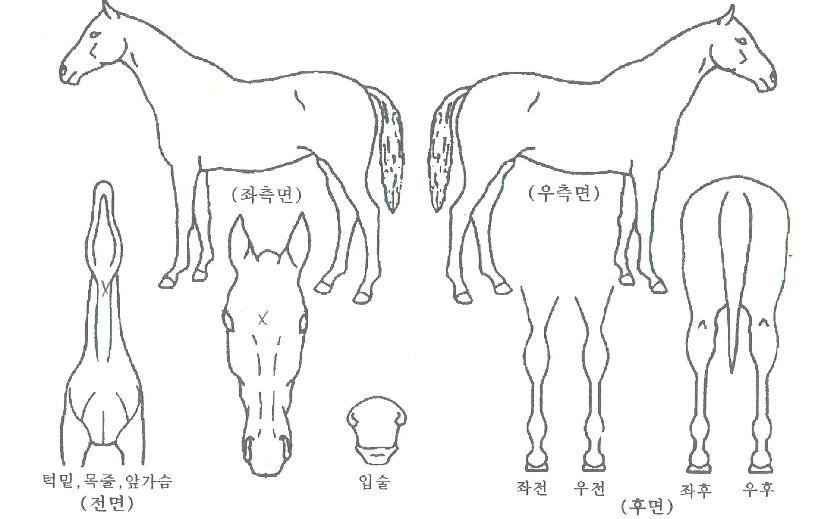 ����Ʈ������ ����,���,�޸�,�λ�,�ٸ��� Ư¡����