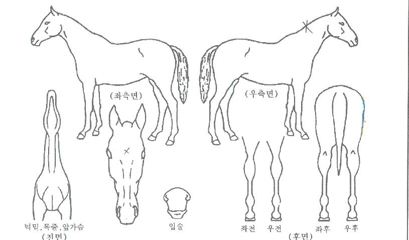 ¸¶ÀÏÄýÀÇ Ãø¸é,¿ì¸é,µÞ¸é,µÎ»ó,´Ù¸®ÀÇ Æ¯Â¡µµÇØ