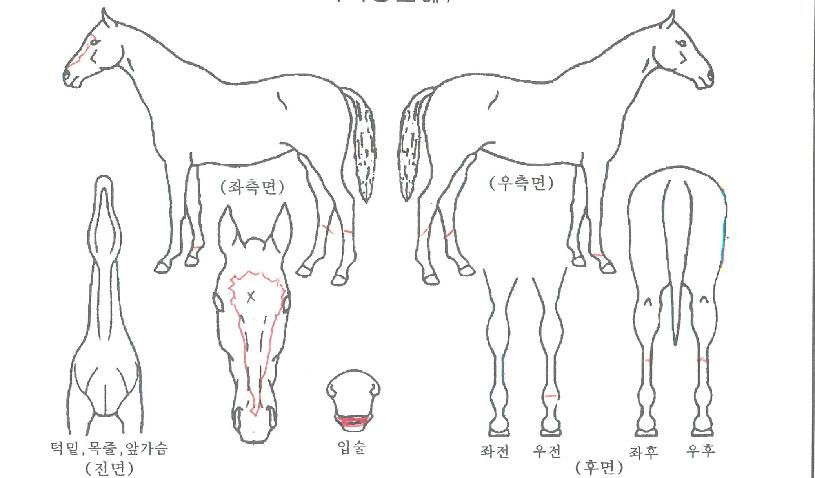 ¿µ±¤ÀÇŰ½ºÀÇ Ãø¸é,¿ì¸é,µÞ¸é,µÎ»ó,´Ù¸®ÀÇ Æ¯Â¡µµÇØ