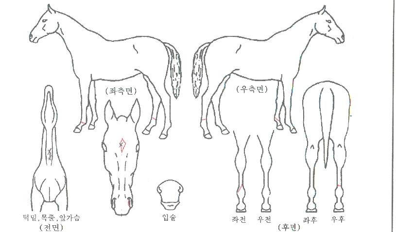 ÇØÇǾî°ÔÀÎÀÇ Ãø¸é,¿ì¸é,µÞ¸é,µÎ»ó,´Ù¸®ÀÇ Æ¯Â¡µµÇØ