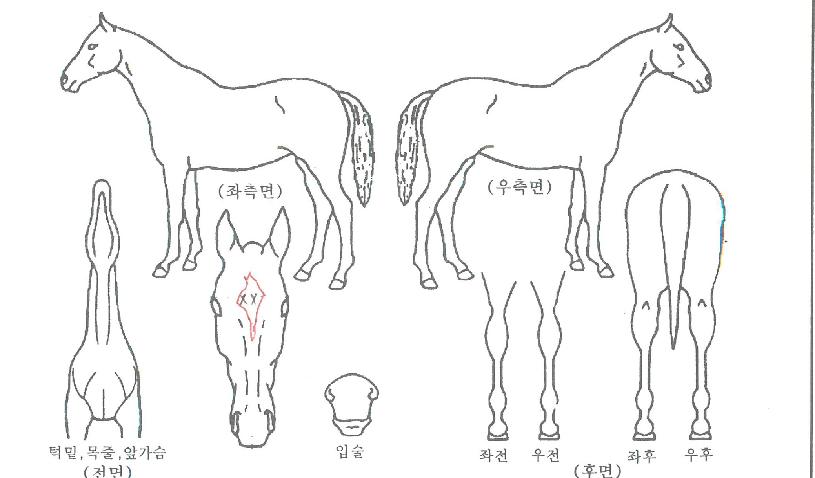 ���̽���Ű�� ����,���,�޸�,�λ�,�ٸ��� Ư¡����