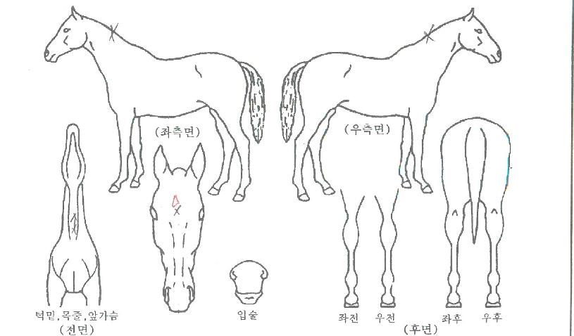 Á¤»óµå¸²ÀÇ Ãø¸é,¿ì¸é,µÞ¸é,µÎ»ó,´Ù¸®ÀÇ Æ¯Â¡µµÇØ