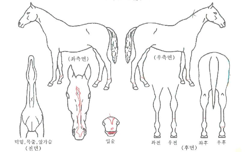 È£¼ö¾ÆÀÇ Ãø¸é,¿ì¸é,µÞ¸é,µÎ»ó,´Ù¸®ÀÇ Æ¯Â¡µµÇØ