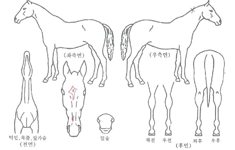 ÅõÅõºí·çÀÇ Ãø¸é,¿ì¸é,µÞ¸é,µÎ»ó,´Ù¸®ÀÇ Æ¯Â¡µµÇØ