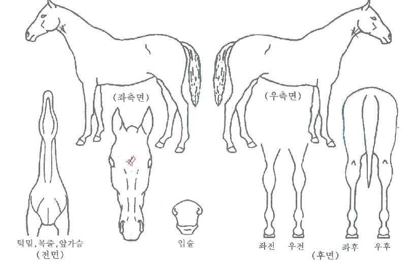 �̽�Ʈ�ƶ���� ����,���,�޸�,�λ�,�ٸ��� Ư¡����