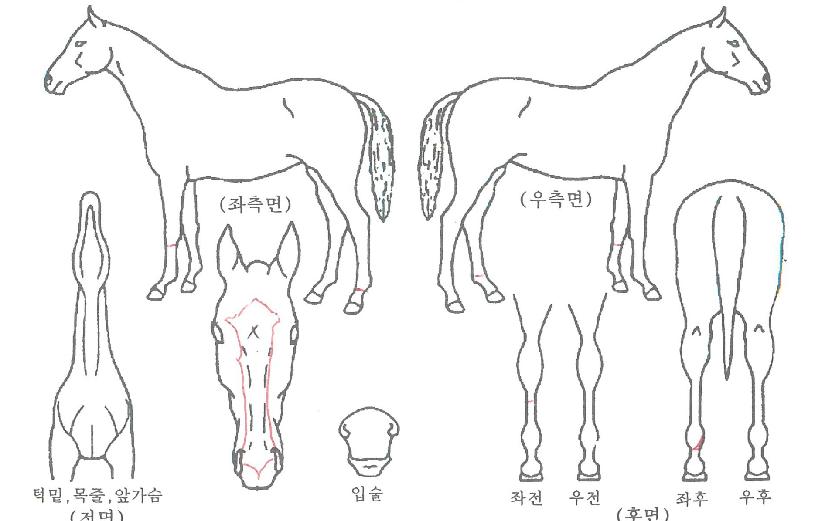 ½º¸¶Æ®±ºÈ²ÀÇ Ãø¸é,¿ì¸é,µÞ¸é,µÎ»ó,´Ù¸®ÀÇ Æ¯Â¡µµÇØ