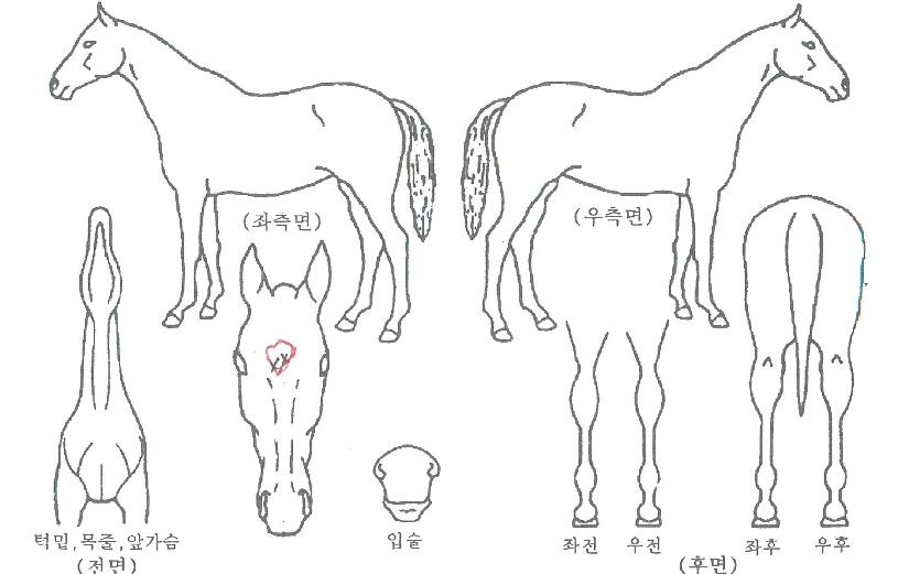 ����è���� ����,���,�޸�,�λ�,�ٸ��� Ư¡����