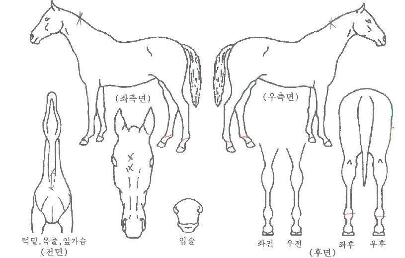 �����ڸ����� ����,���,�޸�,�λ�,�ٸ��� Ư¡����