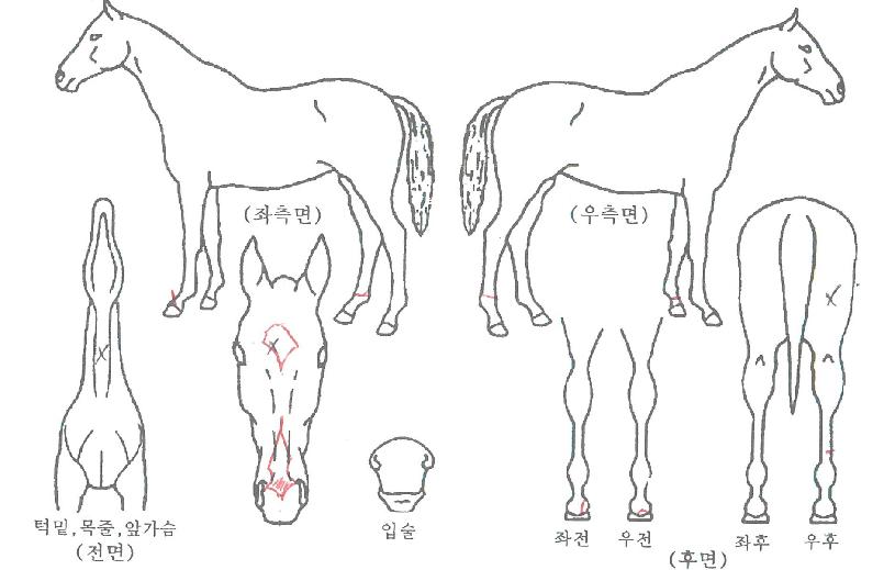 �Ծ���� ����,���,�޸�,�λ�,�ٸ��� Ư¡����