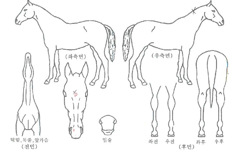 »ï¾ÖÁúÁÖÀÇ Ãø¸é,¿ì¸é,µÞ¸é,µÎ»ó,´Ù¸®ÀÇ Æ¯Â¡µµÇØ