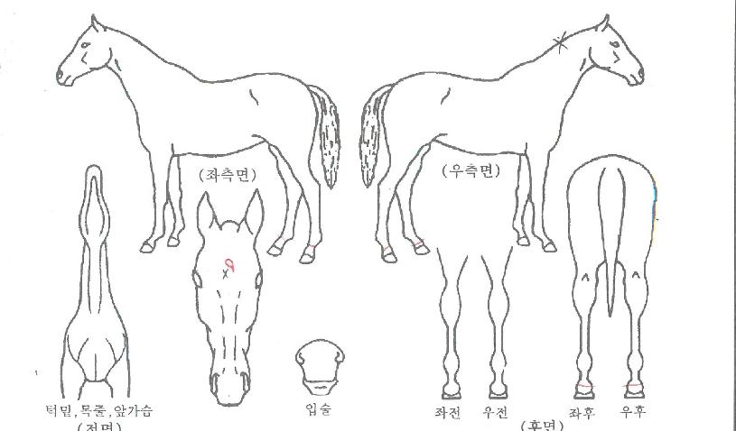 °úõ°øÁÖÀÇ Ãø¸é,¿ì¸é,µÞ¸é,µÎ»ó,´Ù¸®ÀÇ Æ¯Â¡µµÇØ