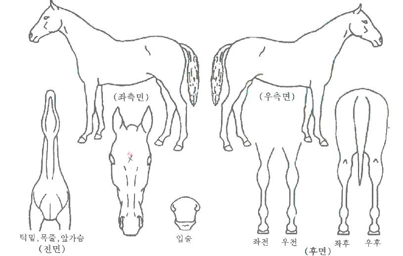 ���������� ����,���,�޸�,�λ�,�ٸ��� Ư¡����