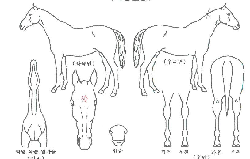 ����İ�� ����,���,�޸�,�λ�,�ٸ��� Ư¡����