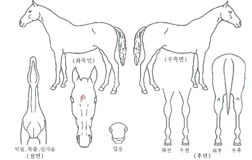 ����屺�� ����,���,�޸�,�λ�,�ٸ��� Ư¡����