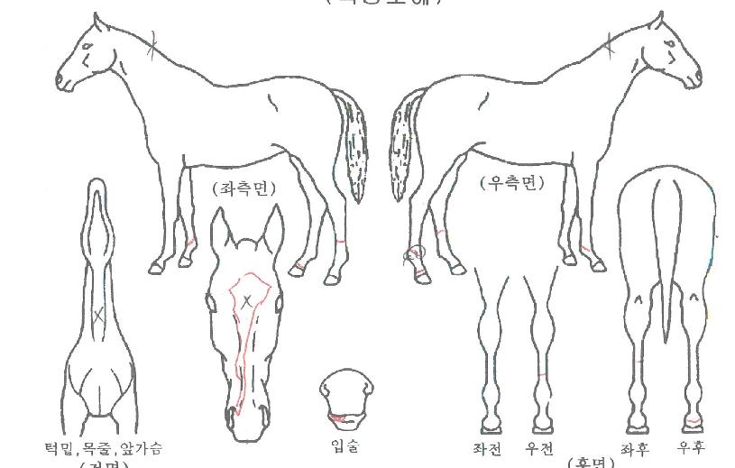 ȭ��Ʈ������ ����,���,�޸�,�λ�,�ٸ��� Ư¡����