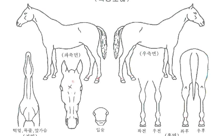 ¹Ù¶÷°ú±¸¸§ÀÇ Ãø¸é,¿ì¸é,µÞ¸é,µÎ»ó,´Ù¸®ÀÇ Æ¯Â¡µµÇØ