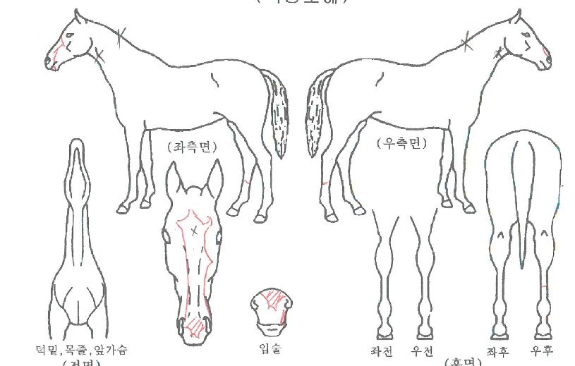 ¹Ù¶÷Àǿ︲ÀÇ Ãø¸é,¿ì¸é,µÞ¸é,µÎ»ó,´Ù¸®ÀÇ Æ¯Â¡µµÇØ