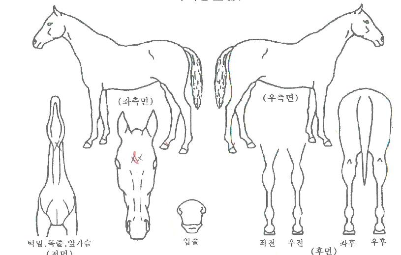 Ç»¾î¹êµåÀÇ Ãø¸é,¿ì¸é,µÞ¸é,µÎ»ó,´Ù¸®ÀÇ Æ¯Â¡µµÇØ