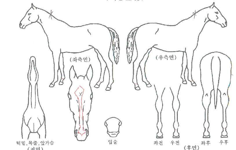 ��Ʈ�����̽��� ����,���,�޸�,�λ�,�ٸ��� Ư¡����