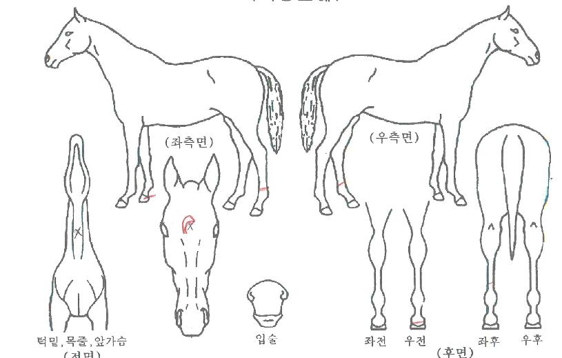 ��巹���� ����,���,�޸�,�λ�,�ٸ��� Ư¡����