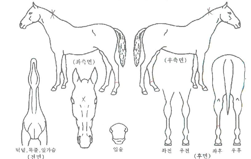 Èñ¸ÁÂù½ºÀÇ Ãø¸é,¿ì¸é,µÞ¸é,µÎ»ó,´Ù¸®ÀÇ Æ¯Â¡µµÇØ