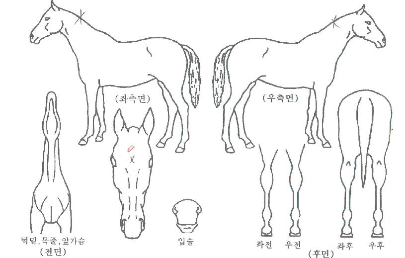 ÆÄ¿öÀ©µðÀÇ Ãø¸é,¿ì¸é,µÞ¸é,µÎ»ó,´Ù¸®ÀÇ Æ¯Â¡µµÇØ