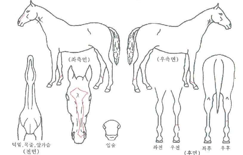 ´ëÇÑèÇÁÀÇ Ãø¸é,¿ì¸é,µÞ¸é,µÎ»ó,´Ù¸®ÀÇ Æ¯Â¡µµÇØ