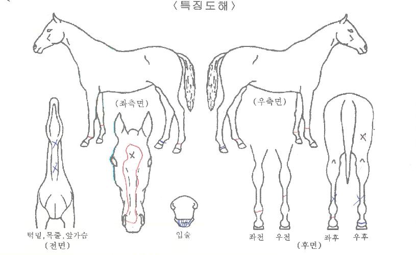 ºò¿ÀÆä¶óÀÇ Ãø¸é,¿ì¸é,µÞ¸é,µÎ»ó,´Ù¸®ÀÇ Æ¯Â¡µµÇØ