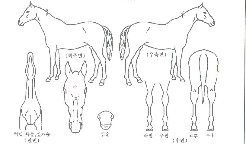 õ�������� ����,���,�޸�,�λ�,�ٸ��� Ư¡����