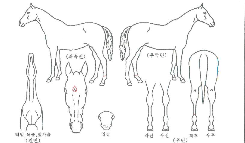 �ݷο��� ����,���,�޸�,�λ�,�ٸ��� Ư¡����