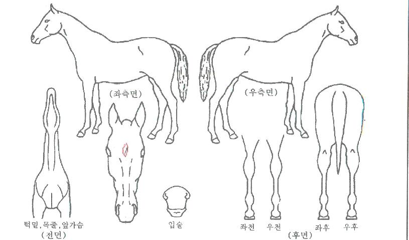 �ҳ����� ����,���,�޸�,�λ�,�ٸ��� Ư¡����