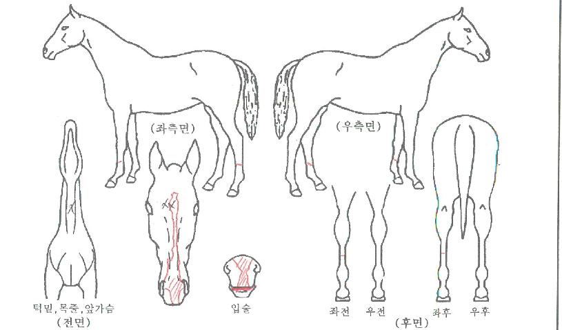 �帲ķ���� ����,���,�޸�,�λ�,�ٸ��� Ư¡����