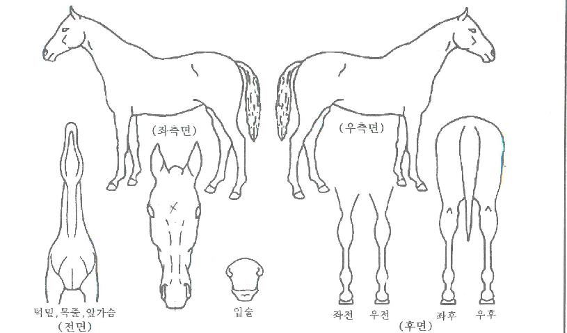 Ŭ¸®¾î°ËÀÇ Ãø¸é,¿ì¸é,µÞ¸é,µÎ»ó,´Ù¸®ÀÇ Æ¯Â¡µµÇØ