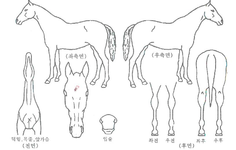 �������� ����,���,�޸�,�λ�,�ٸ��� Ư¡����