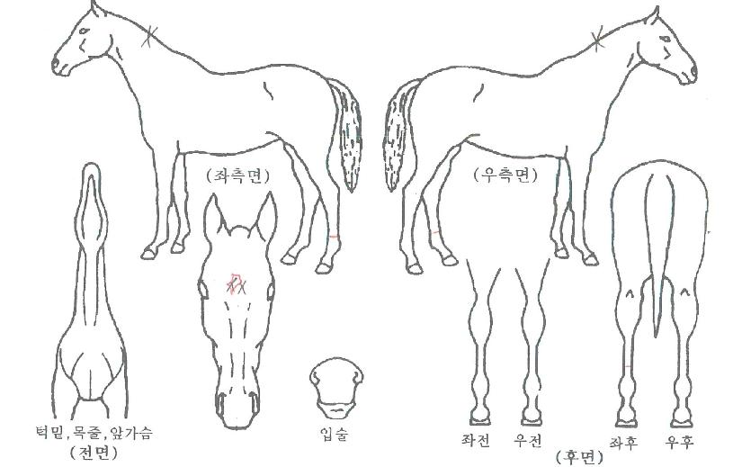 ±³·æ¿î¿ìÀÇ Ãø¸é,¿ì¸é,µÞ¸é,µÎ»ó,´Ù¸®ÀÇ Æ¯Â¡µµÇØ