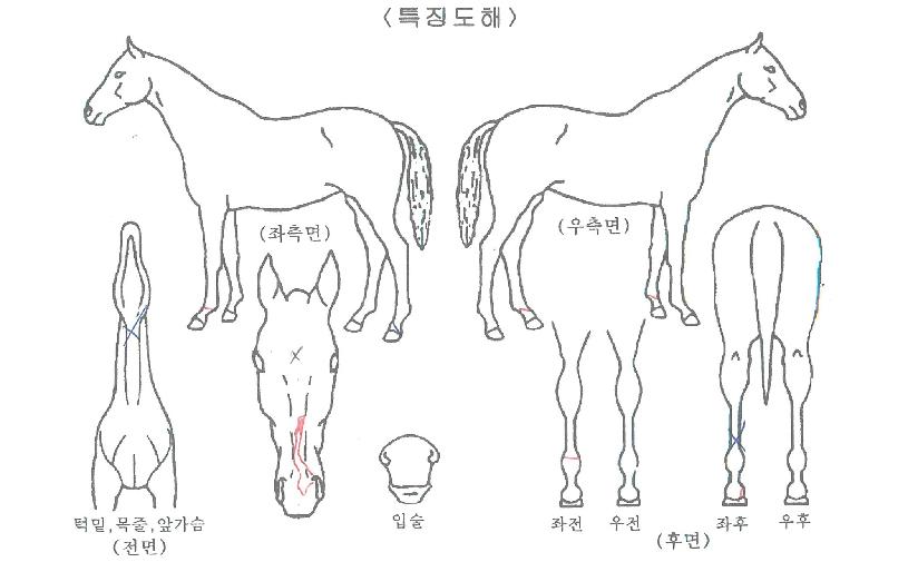 Ç÷¡½ÃÀ©µåÀÇ Ãø¸é,¿ì¸é,µÞ¸é,µÎ»ó,´Ù¸®ÀÇ Æ¯Â¡µµÇØ