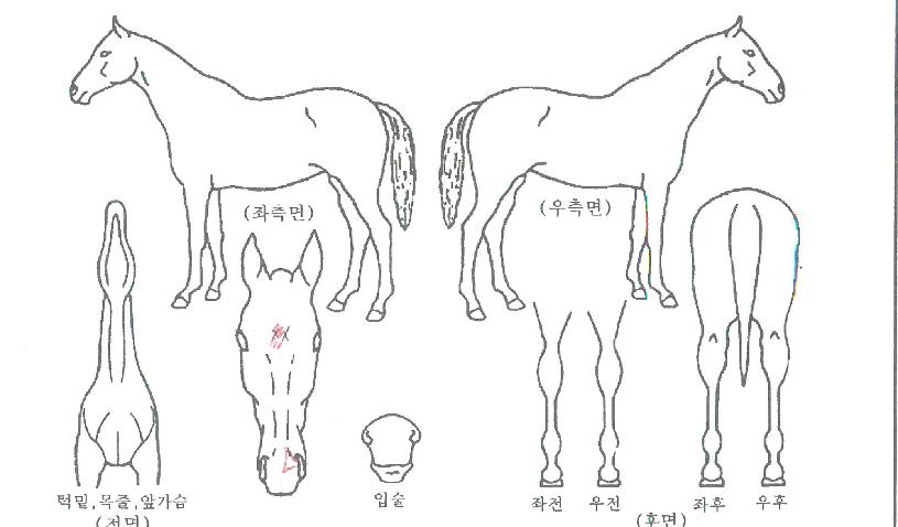 âõÀÚ¸¶ÀÇ Ãø¸é,¿ì¸é,µÞ¸é,µÎ»ó,´Ù¸®ÀÇ Æ¯Â¡µµÇØ