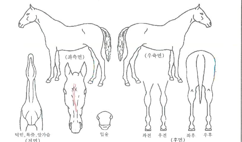 Äý¿ÀºêÄ·ÇÁÀÇ Ãø¸é,¿ì¸é,µÞ¸é,µÎ»ó,´Ù¸®ÀÇ Æ¯Â¡µµÇØ