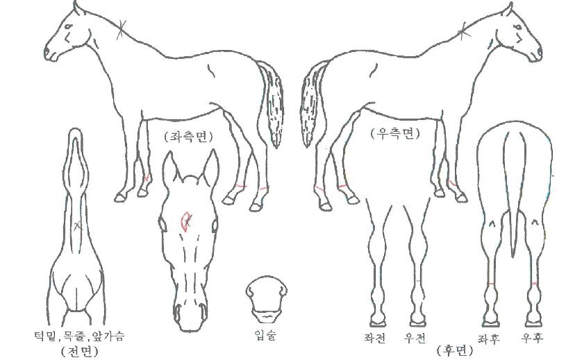 ����ȯ���ڸ��� ����,���,�޸�,�λ�,�ٸ��� Ư¡����